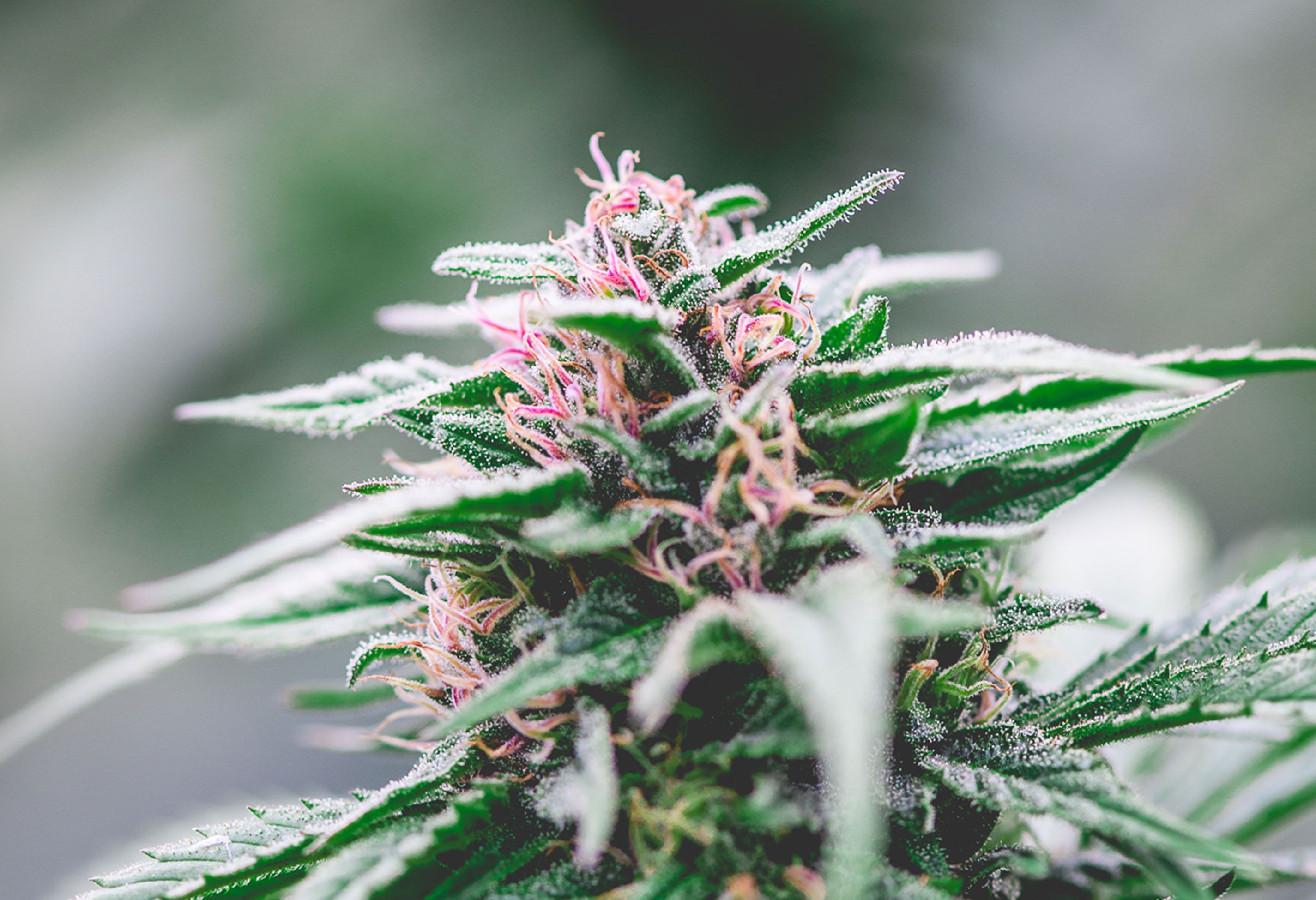 CBD Blüte von Swiss Hempcare