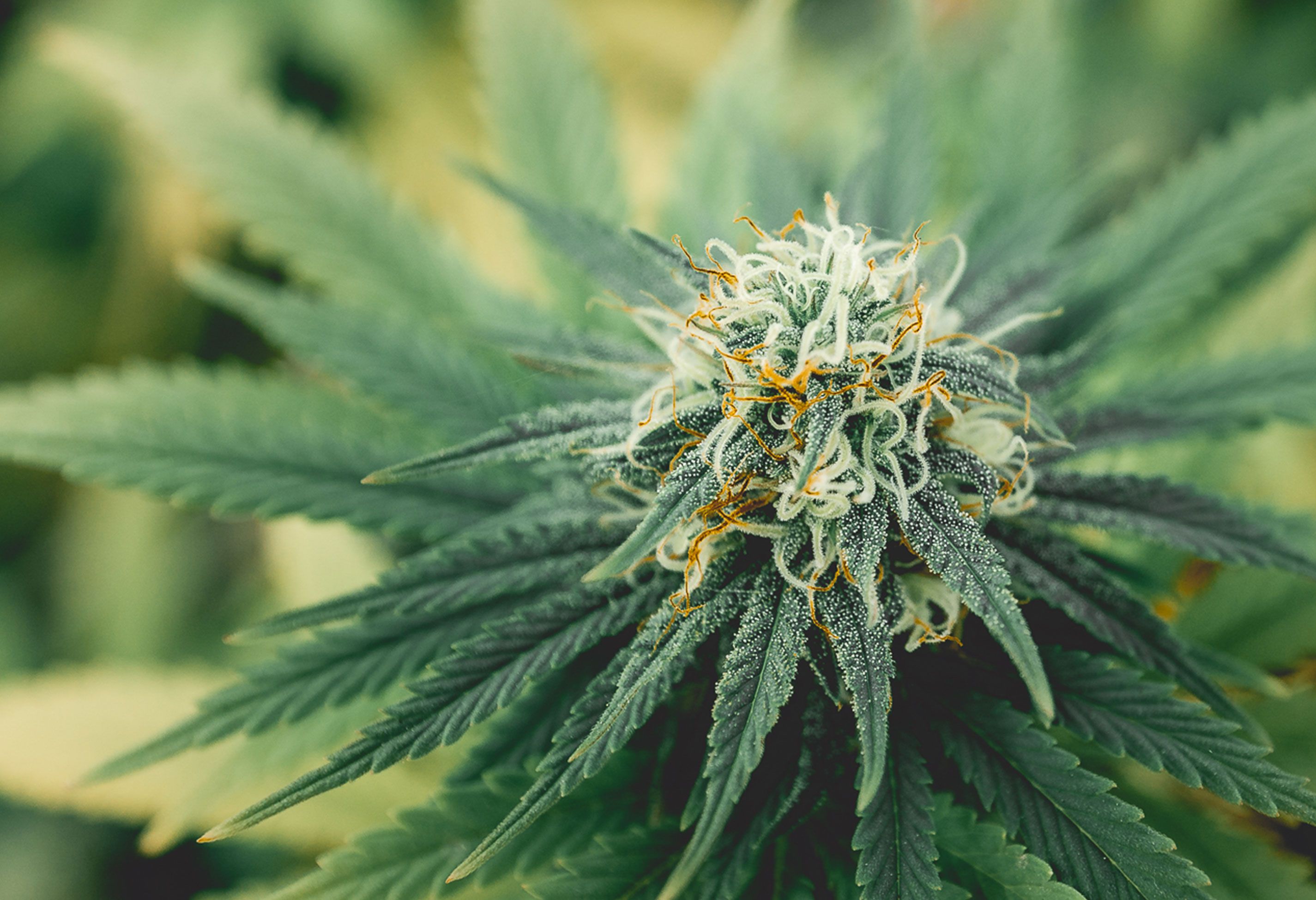 Close Up von CBD Limoncello Blüte