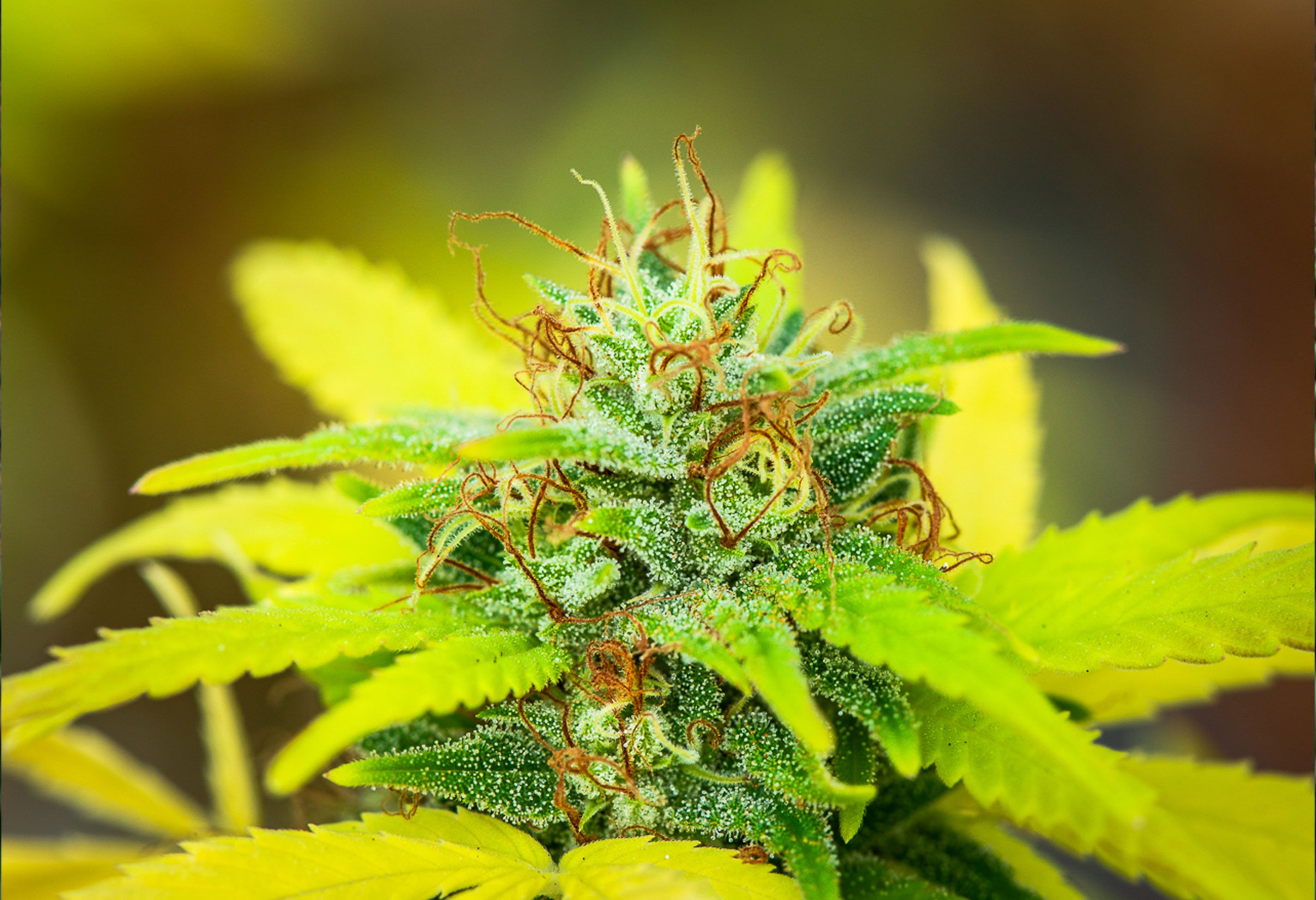 CBD Blüte Swiss Hempcare Limoncello