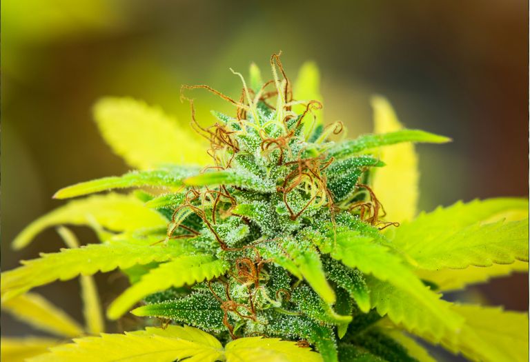 CBD Flowers Swiss Hempcare