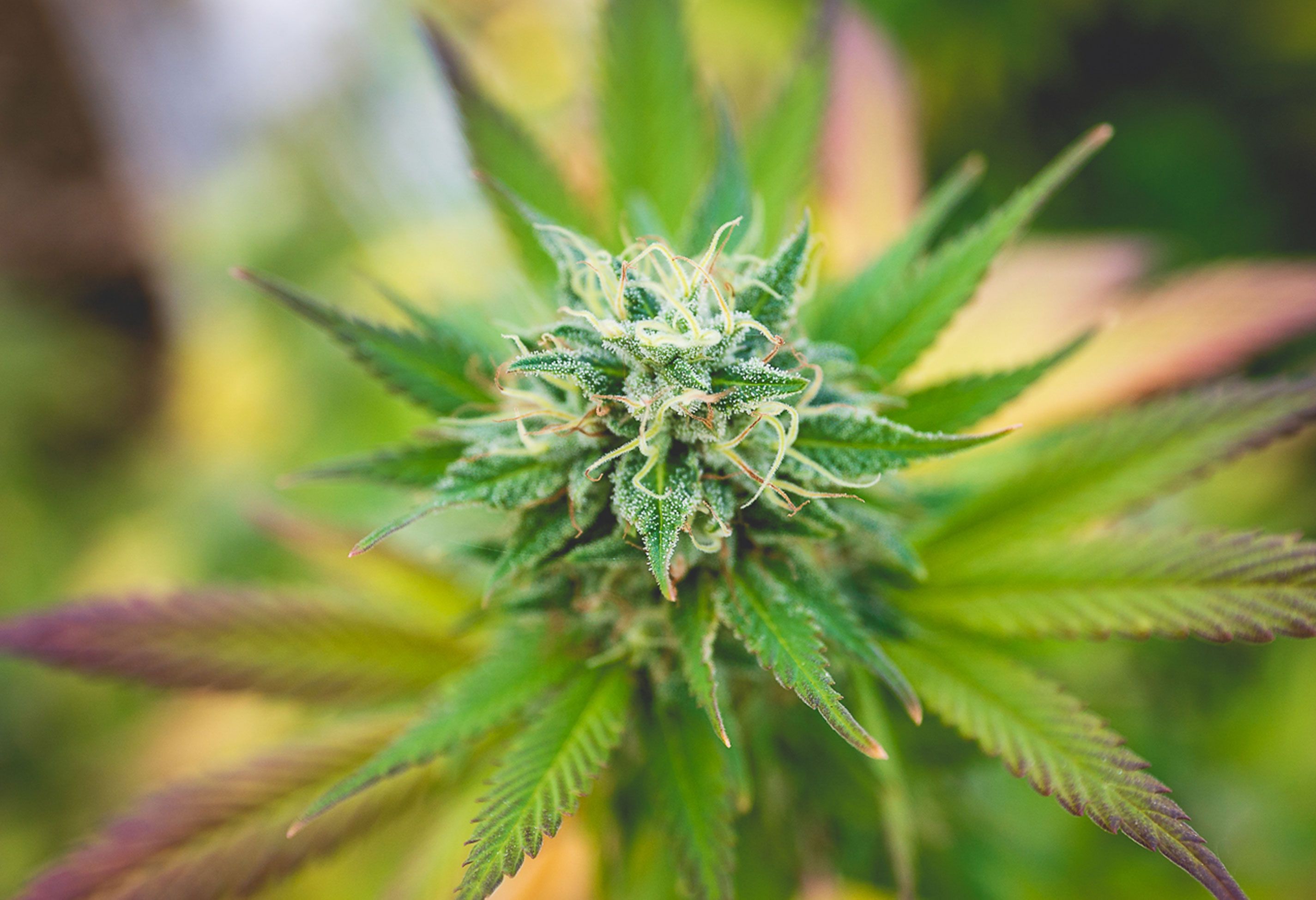 Halb Vogelperspektive von CBD Blüte Swiss Hempcare