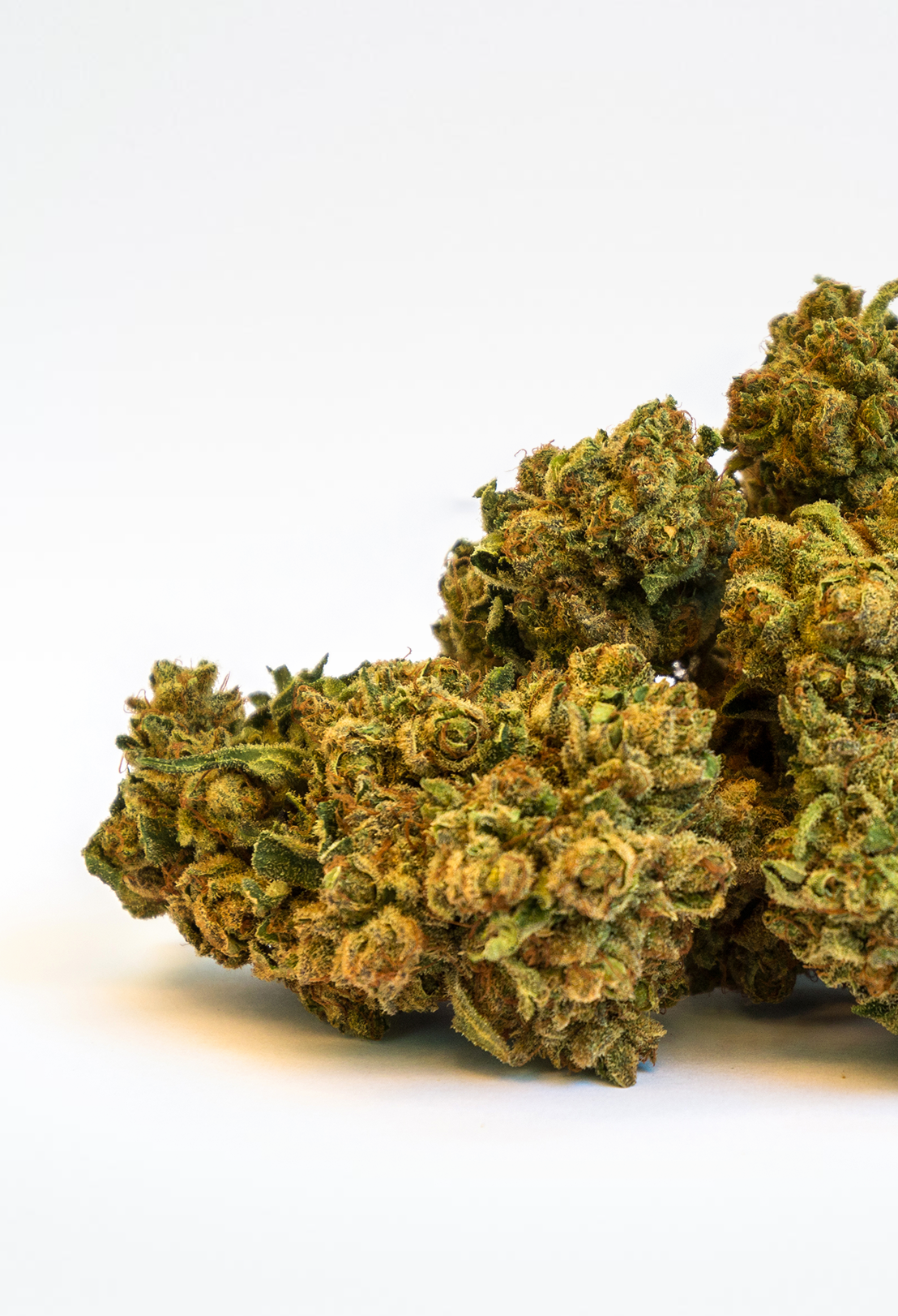 Premium Purple Magic Blüten