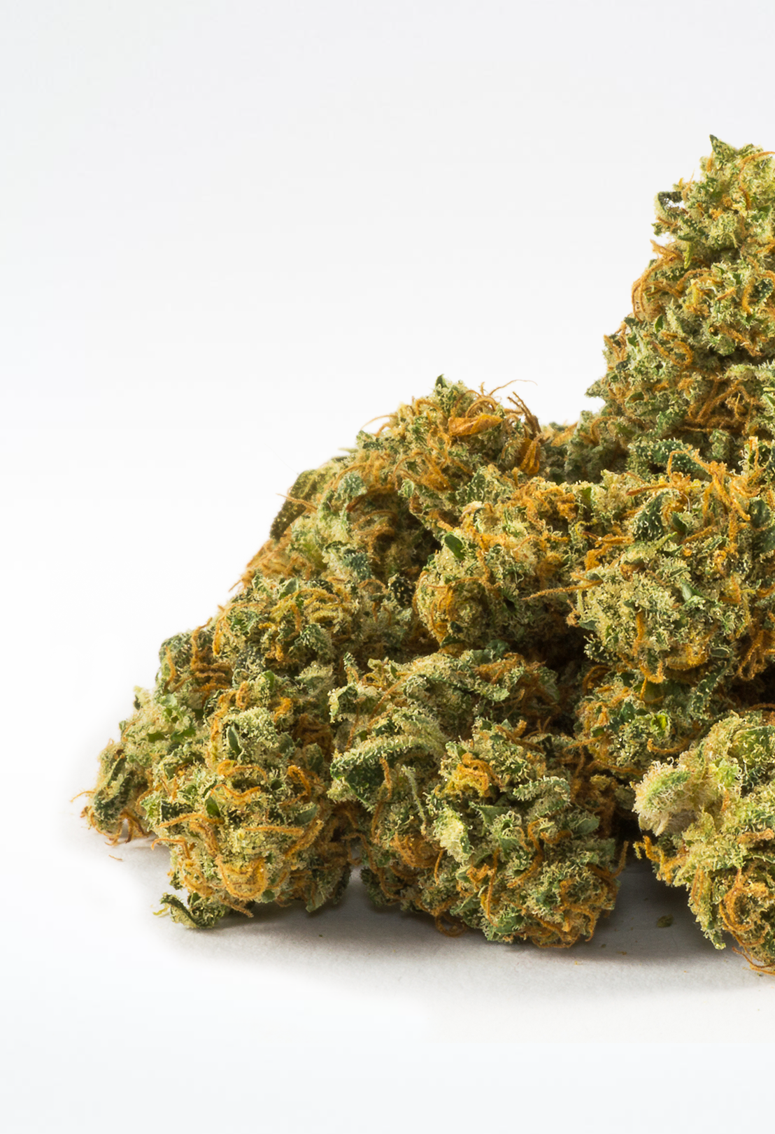 Premium Purple Queen Blüten