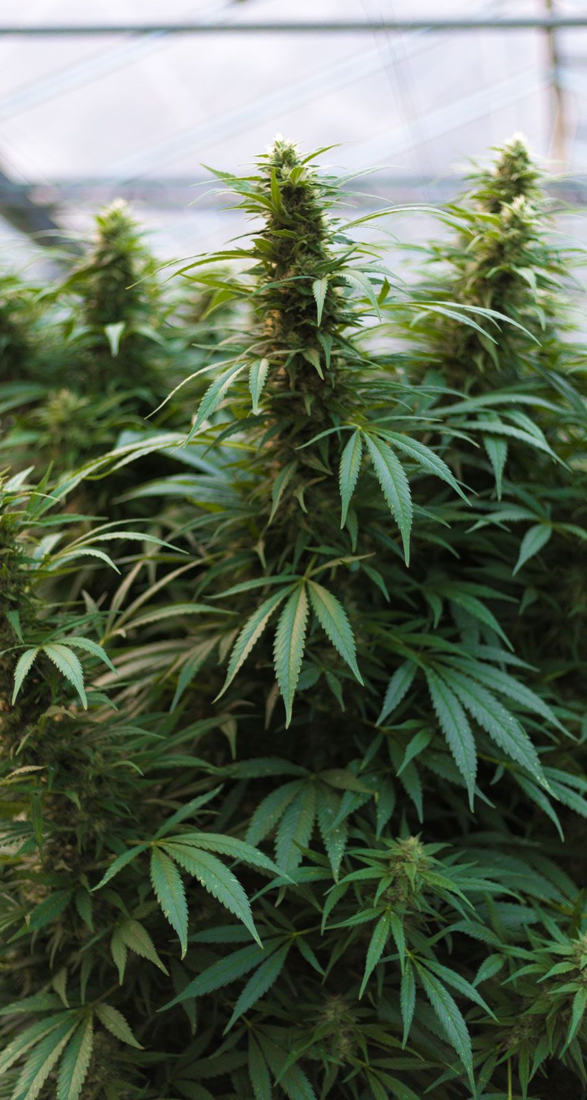 CBD Shop von Swiss Hempcare