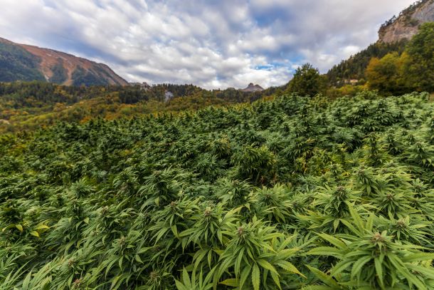 CBD Hanffeld in den Schweizer Bergen