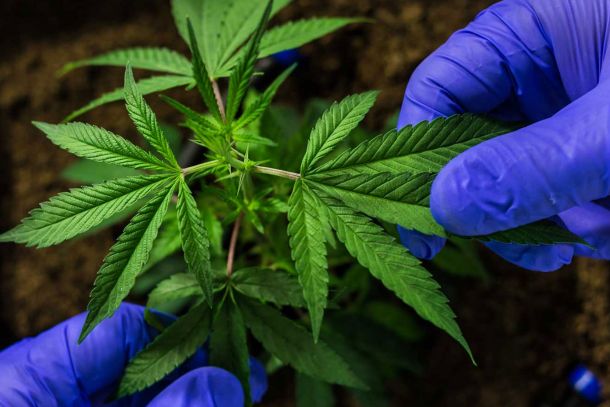 Forschung & Entwicklung von CBD