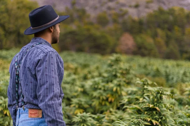 CBD Bauer vor Hanfpflanzen