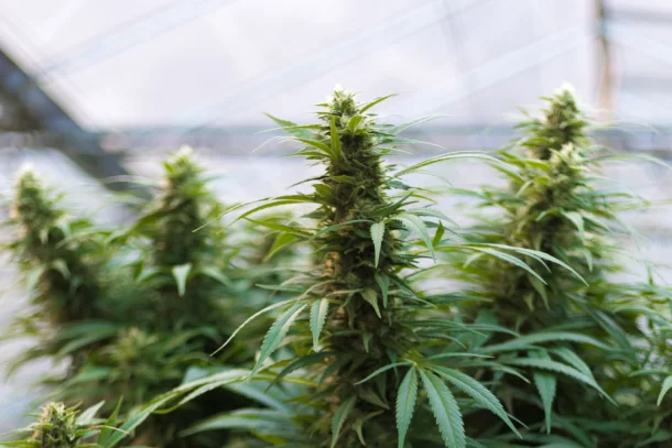 CBD Indoor und Outdoor Blüten von Swiss Hempcare