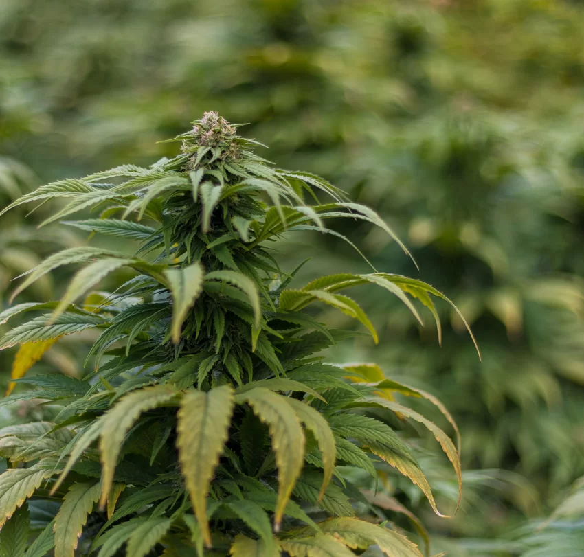 Schweizer CBD Blüten als Rohstoff von Swiss Hempcare