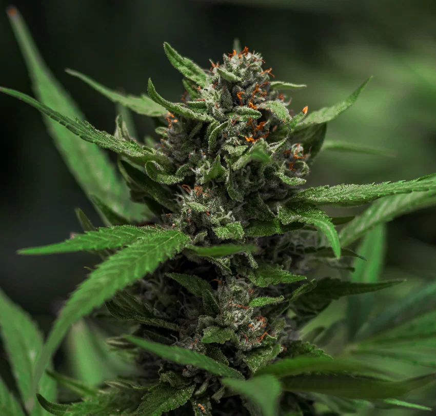 CBD Blüten von Swiss Hempcare