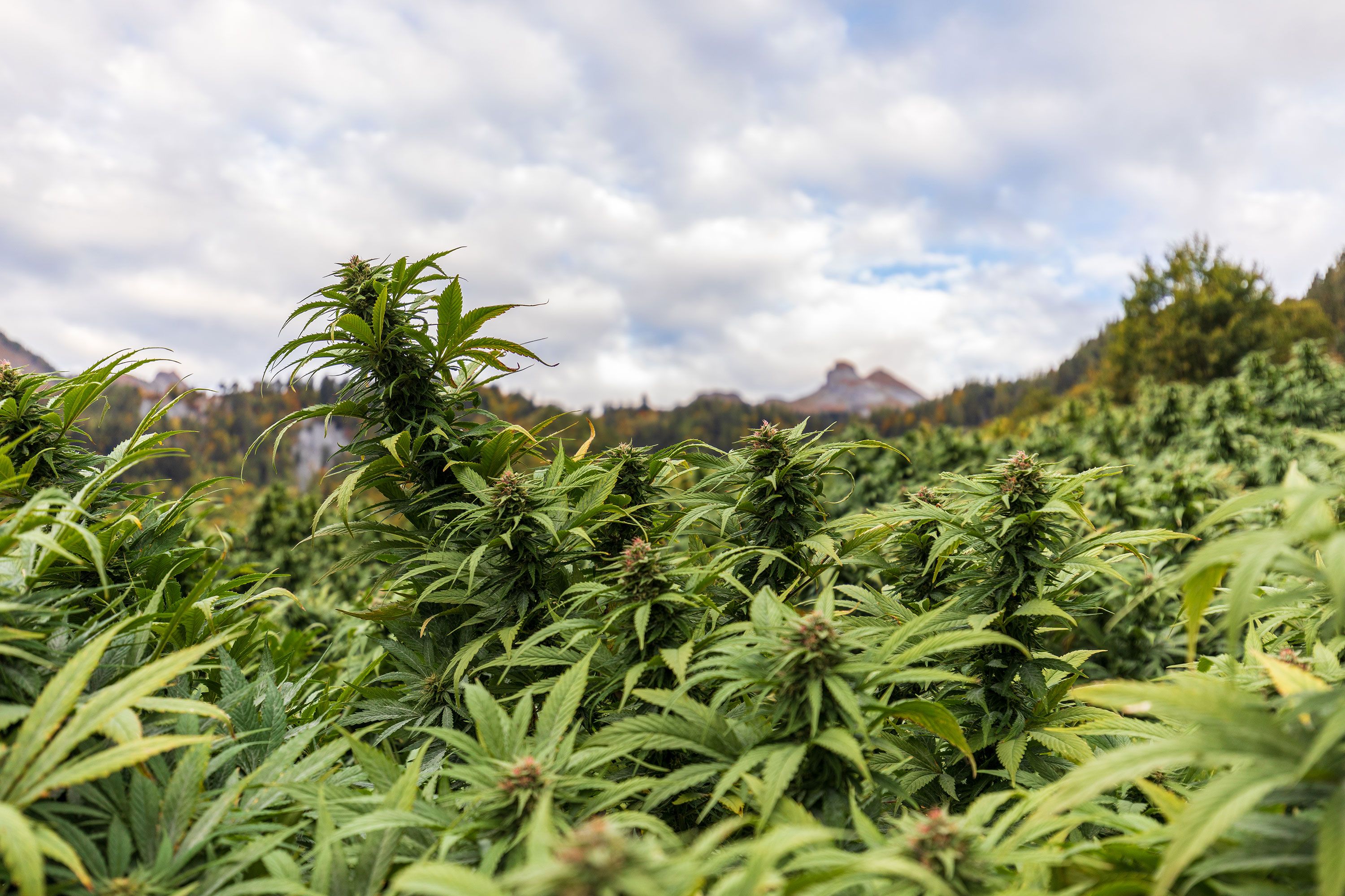 CBD Feld in Schweizer Bergen