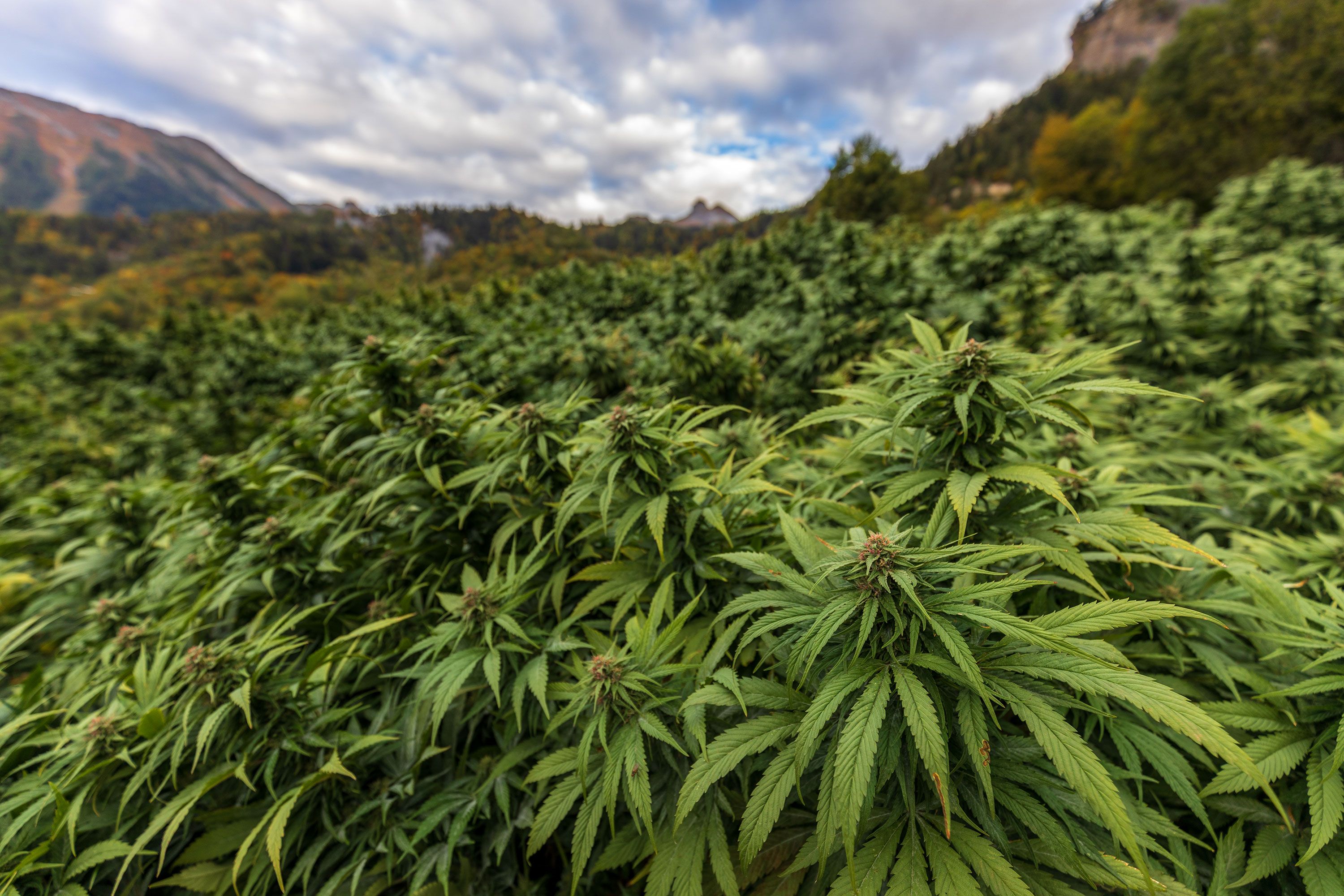 Hanffeld in der Schweiz CBD 